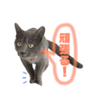 ねこのみみ＊日常会話＊（個別スタンプ：16）