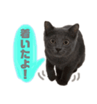 ねこのみみ＊日常会話＊（個別スタンプ：17）