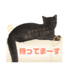 ねこのみみ＊日常会話＊（個別スタンプ：18）