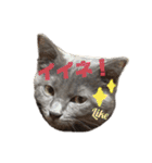 ねこのみみ＊日常会話＊（個別スタンプ：20）