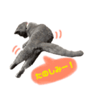 ねこのみみ＊日常会話＊（個別スタンプ：22）