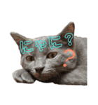 ねこのみみ＊日常会話＊（個別スタンプ：25）