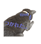 ねこのみみ＊日常会話＊（個別スタンプ：28）