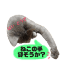 ねこのみみ＊日常会話＊（個別スタンプ：29）