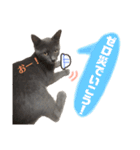 ねこのみみ＊日常会話＊（個別スタンプ：32）