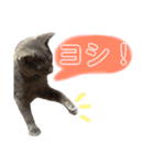 ねこのみみ＊日常会話＊（個別スタンプ：33）