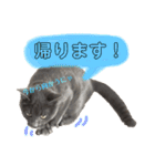 ねこのみみ＊日常会話＊（個別スタンプ：35）