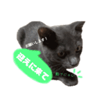 ねこのみみ＊日常会話＊（個別スタンプ：36）