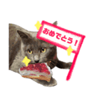ねこのみみ＊日常会話＊（個別スタンプ：37）