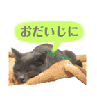 ねこのみみ＊日常会話＊（個別スタンプ：38）