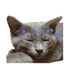 ねこのみみ＊日常会話＊（個別スタンプ：40）
