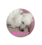 白プードルのお正月スタンプ（個別スタンプ：3）
