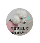 白プードルのお正月スタンプ（個別スタンプ：5）