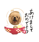 白プードルのお正月スタンプ（個別スタンプ：7）