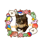 うちの子の猫の日常会話（個別スタンプ：1）