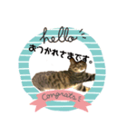 うちの子の猫の日常会話（個別スタンプ：2）