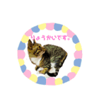 うちの子の猫の日常会話（個別スタンプ：6）