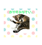うちの子の猫の日常会話（個別スタンプ：7）