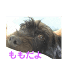 黒いけどもも（個別スタンプ：7）