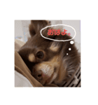 チワワのやまちゃん・色んなおはよう編（個別スタンプ：1）