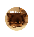 チワワのやまちゃん・色んなおはよう編（個別スタンプ：6）