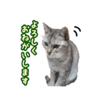 秋山るう、時々こまち（個別スタンプ：1）