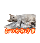 秋山るう、時々こまち（個別スタンプ：2）