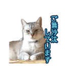 秋山るう、時々こまち（個別スタンプ：3）