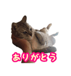秋山るう、時々こまち（個別スタンプ：4）