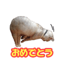 秋山るう、時々こまち（個別スタンプ：5）