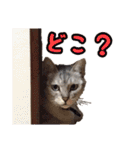 秋山るう、時々こまち（個別スタンプ：13）
