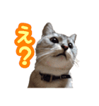 秋山るう、時々こまち（個別スタンプ：14）