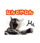 秋山るう、時々こまち（個別スタンプ：17）