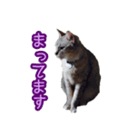 秋山るう、時々こまち（個別スタンプ：18）