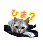 秋山るう、時々こまち（個別スタンプ：20）