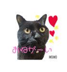 黒猫MOMOの会話スタンプ（個別スタンプ：1）