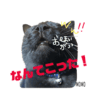 黒猫MOMOの会話スタンプ（個別スタンプ：2）