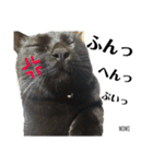 黒猫MOMOの会話スタンプ（個別スタンプ：6）