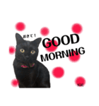 黒猫MOMOの会話スタンプ（個別スタンプ：10）