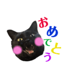 黒猫MOMOの会話スタンプ（個別スタンプ：11）