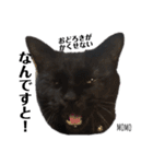 黒猫MOMOの会話スタンプ（個別スタンプ：17）
