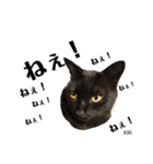 黒猫MOMOの会話スタンプ（個別スタンプ：19）