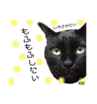 黒猫MOMOの会話スタンプ（個別スタンプ：21）