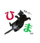 黒猫MOMOの会話スタンプ（個別スタンプ：24）