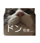 とむにゃんのつぶやき（個別スタンプ：4）