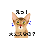 アビにゃん 顔アップ 1（個別スタンプ：19）