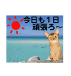 アビにゃん 顔アップ 1（個別スタンプ：38）