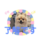 pomemeちゃん（個別スタンプ：3）
