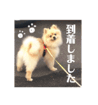 pomemeちゃん（個別スタンプ：4）