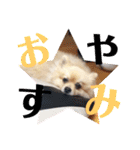 pomemeちゃん（個別スタンプ：5）